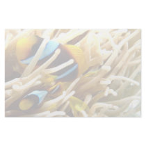 Clown Fish Stationery Paper