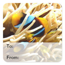 Clown Fish Stickers
