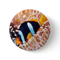 Clown Fish Tropical Fish Pinback Buttons
