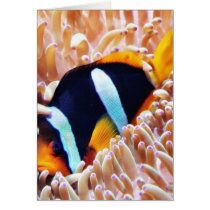 Clown Fish Tropical Fish Card