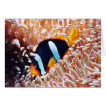 Clown Fish Tropical Fish cards by lifesphere Clown Fish Tropical Fish cards