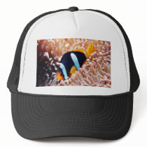 Clown Fish Tropical Fish Hat