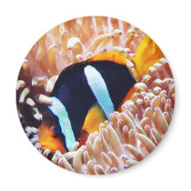 Clown Fish Tropical Fish Fridge Magnets