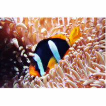 Clown Fish Tropical Fish photo sculptures by lifesphere Clown Fish Tropical Fish photo sculptures