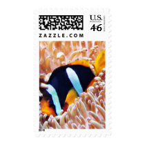 Clown Fish Tropical Fish Stamps