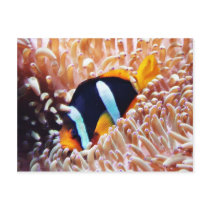 Clown Fish Tropical Fish Postcards