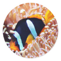 Clown Fish Tropical Fish stickers by lifesphere Clown Fish Tropical Fish stickers