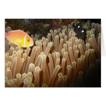 CLown in Golden Anemonie cards by danschmitt CLown in Golden Anemonie cards