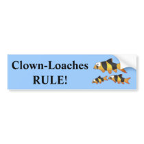 Clown loach family bumper stickers