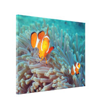 clownfish02 canvas print