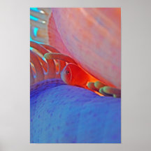 Clownfish and anemone - Print