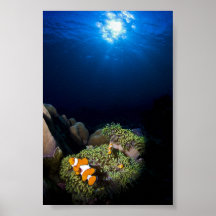 Clownfish at home in Sea Anemone Posters