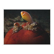 Clownfish Canvas Print