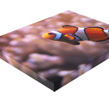 Clownfish Canvas Prints