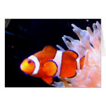 Clownfish Card