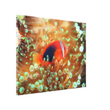 clownfish gallery wrapped canvas