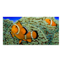 Clownfish in Frogspawn Coral posters
