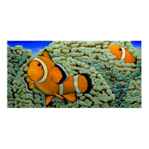 Clownfish in Frogspawn Coral posters by johnstires Clownfish in Frogspawn Coral posters