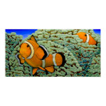 clownfish, clowns, fish, clown, nemo, ocean,