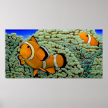 Clownfish in Frogspawn Coral Poster