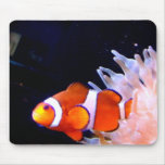 clownfish Mousepad