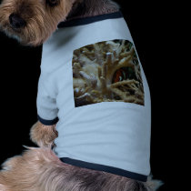 Clownfish pet clothing