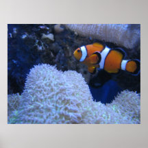 Clownfish Print