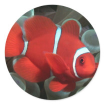 Clownfish stickers by rudcpr Clownfish stickers