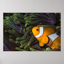 Clownfish swimming in green Anemone Posters