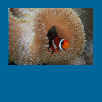 Clownfish t-shirts