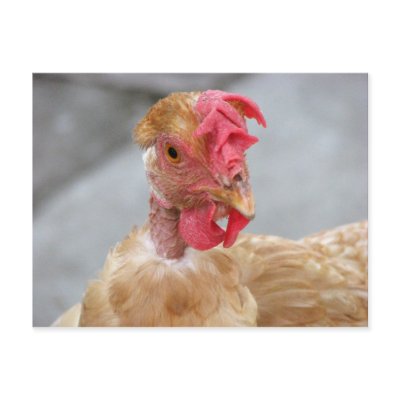 Cluck what? post cards by iiiyaaa