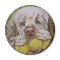 Clumber Spaniel magnets