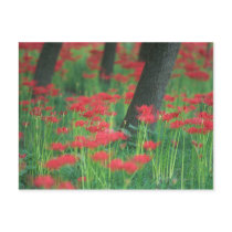Cluster-amaryllis Post Cards