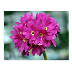 Cluster of beautiful Pink and yellow eyed flowers Postcards