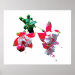 Cluster of Fuschia Poster