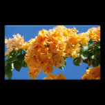 Cluster of Golden Bougainvillea Photo Print