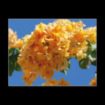 Cluster of Golden Bougainvillea Postcard