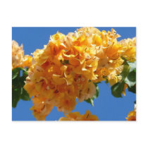 Cluster of Golden Bougainvillea Postcard by mlewallpapers Cluster of Golden Bougainvillea Postcard
