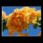 Cluster of Golden Bougainvillea Postcard