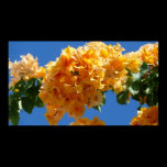 Cluster of Golden Bougainvillea Print