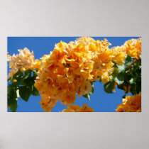 Cluster of Golden Bougainvillea Print
