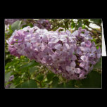Cluster of Lilac Blossoms Blank Card