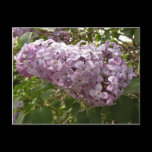 Cluster of Lilac Blossoms Postcard
