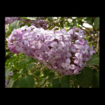 Cluster of Lilac Blossoms Poster Print