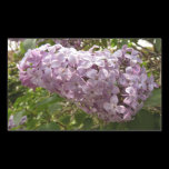 Cluster of Lilac Blossoms Sticker
