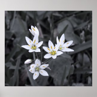 Cluster of Mini Flowers Macro Photo BW/Color