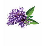 Cluster of Purple Lilac Ladies