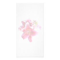 Cluster of Stargazer Lilies Picture Card