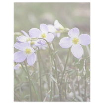 Cluster Of Tiny Bluets Letterhead