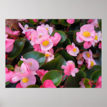 Cluster of Varying Pink Begonias Print